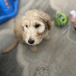 Girl 4 - Goldendoodle puppy in Jackson, Tennessee from West Valley Doodles