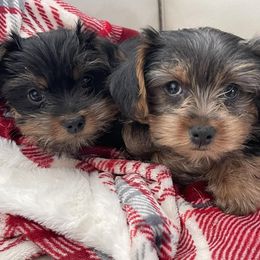 Yorkshire Terriers from Alegria's Yorkies