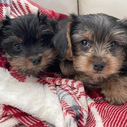 Yorkshire Terriers from Alegria's Yorkies