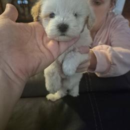 Jasper - White male Maltipoo puppy in Everett, Washington from Meadows Ranch