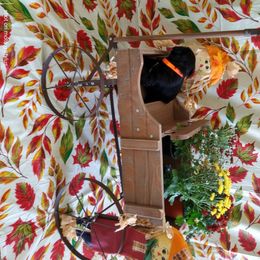 Miniature Schnauzer Puppies from Camp Creek Schnauzers