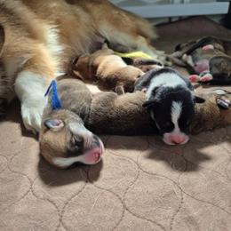Pembroke Welsh Corgi Puppies from Raccoon Creek Corgis