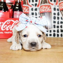 Nikki - Buff and white female Cocker Spaniel puppy in Rattan, Oklahoma from Double M Cocker Spaniels