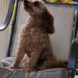 Cavapoos from Mariya's Cavapoos