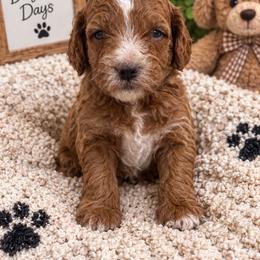 Hayride - Red  male Goldendoodle puppy in Burleson, Texas from Thompson Doodles