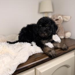 Tortugas - Tri-color male Bernedoodle puppy in Sweetwater, Florida from Sandy Snout Doodles
