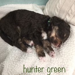 Bernedoodle Puppies from Cry Woof LLC