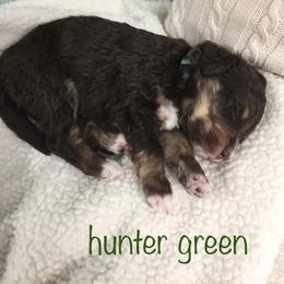 Bernedoodle Puppies from Cry Woof LLC
