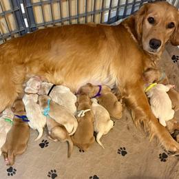 Brown collar - Light golden male Golden Retriever puppy in Indianapolis, Indiana from ZuGolden Retrievers & Doodles