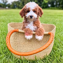 Colt Red Collar Boy - Red  male Goldendoodle puppy in Roseburg, Oregon from Dbos Furry Friends