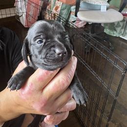 Dachshund Puppies from Lord Frank’s Mini Weeniers
