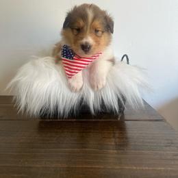 Susie Carmichael - Sable female Collie puppy in Chilhowie, Virginia from Jolly Collies