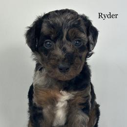 Ryder - Merle male Goldendoodle puppy in Milford, Indiana from Railway Acres Kennel