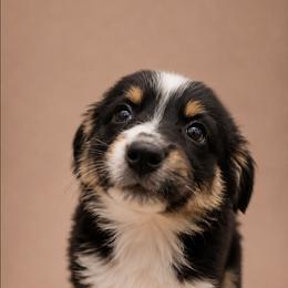 Simon - Black tri male Miniature Australian Shepherd puppy in Macomb, Missouri from Faunus Farms and Aussies