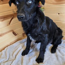 Spade - Australian Shepherd