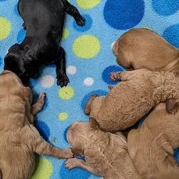 Goldendoodles from Olander's Goldendoodles