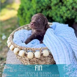 Fin - Chocolate male Goldendoodle puppy in Soddy Daisy, Tennessee from The W Doods