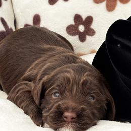 Labradoodle puppies from Heartrock Labradoodles