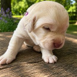 Light Purple - Yellow female Labrador Retriever puppy in Archer Lodge, North Carolina from Archer Lodge Labradors