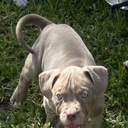 American Bully Puppies from King Bane's Bullies