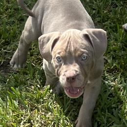 American Bully Puppies from King Bane's Bullies