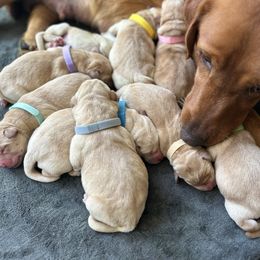 Girl 5 - Yellow female Labrador Retriever puppy in Clayton, North Carolina from The Homestead at Little Creek