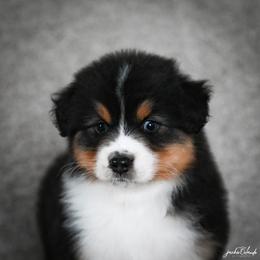 Boy 3 - Black tri-color male Australian Shepherd puppy in Rochester, Massachusetts from Clover Creek Aussies