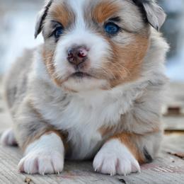 BMM-1 - Blue merle male Miniature American Shepherd puppy in Baker City, Oregon from Back Country Aussies