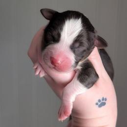 Peanut Butter - Black tri-color male Australian Shepherd puppy in Georgetown, Texas from River Reign Australian Shepherds