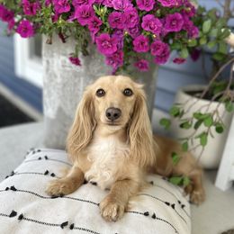 Kiwi - Dachshund
