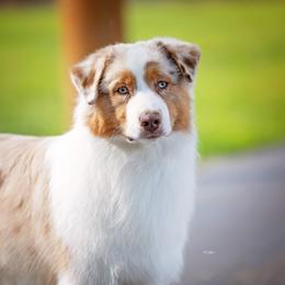 Australian Shepherd All Grown Up from Glenlake Australian Shepherds
