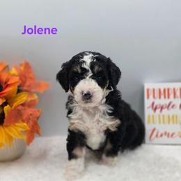 Jolene - Tri-color female Bernedoodle puppy in Summerville, South Carolina from Channys Doodles
