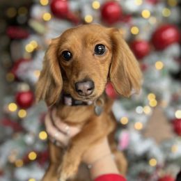 Lily - Dachshund