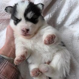 Benny - Black and white male Pomsky puppy in Mc Minnville, Oregon from West Coast Pomskies