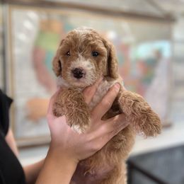 Goldendoodle and Golden Retriever Puppies from Magical Goldens