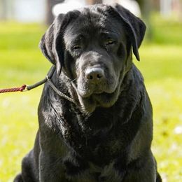 Cita - Labrador Retriever
