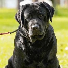 Cita - Labrador Retriever
