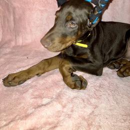 Doberman Pinscher Puppies from Von Schaaf Haus DuPree