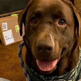 Klaire - Labrador Retriever