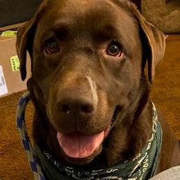 Klaire - Labrador Retriever