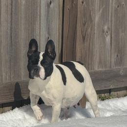 French Bulldog puppies from Cleveland’s Frenchies