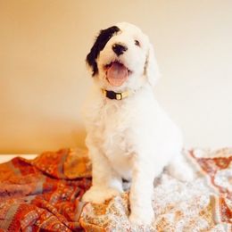 Sheepadoodle Puppies from Evergreen Mountain Doodles