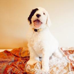 Sheepadoodle Puppies from Evergreen Mountain Doodles