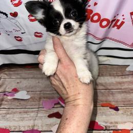Cesar - Black and white male Chihuahua puppy in Palmyra, Indiana from Country Star Chihuahuas