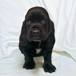 Pepper - Black and white female Basset Hound puppy in Pilot Mtn, North Carolina from Lowdown Love Basset Hounds