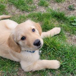 Golden Retriever Puppies from Rodgers Retrievers