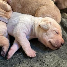 Fuchsia - Yellow female Labrador Retriever puppy in Rock Hill, South Carolina from North Star Retrievers