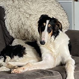 Alex - Borzoi