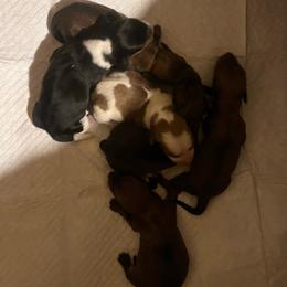 1 - Piebald male Dachshund puppy in East Dover, Vermont from Audet’s Mini Dachshunds
