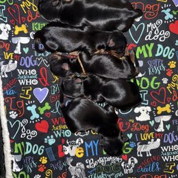 Girl 2 - Silver black and tan female Silky Terrier puppy in Trenton, Florida from Pawsibility Silky Terriers